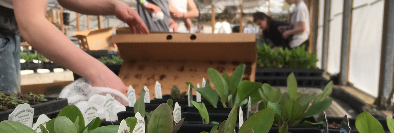 Diakon Wilderness Greenhouse students unpacking plants