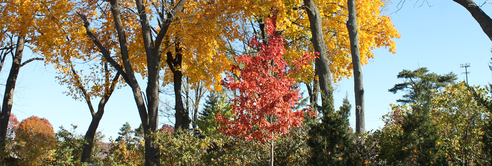 kayhart arboretum fall foliage
